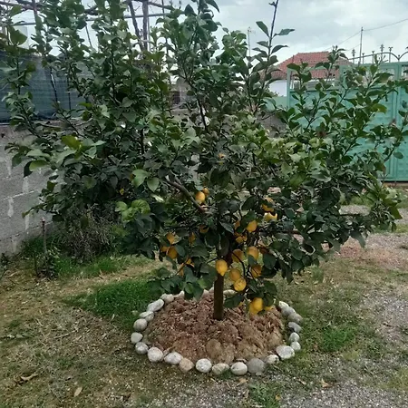 Gjeka * Spille